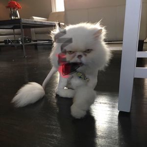 Meet your Posher, Alexandra